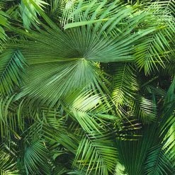 Vliestapete NEUE BUDE 2.0 - grün - Blätter - 10 Meter