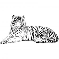 Wandtattoo - weißer Tiger - selbstklebend