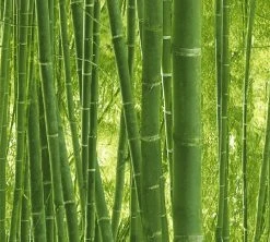 Papiertapete AUTHENTIC WALLS 2 - grün - Bambus - 10 Meter