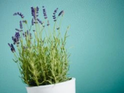 Vliestapete MEISTERVLIES 4 PRO - weiß - 25 Meter -Baumarkt Verkaufsgeschäft 9001824900 03 1600Wx1600H