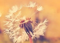 Fototapete DESIGNWALLS - orange-weiß - Löwenzahn - 2,55 Meter