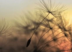 Fototapete DESIGNWALLS - gelb-schwarz - Blumen - 2,55 Meter