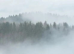 Fototapete DESIGNWALLS - Wald - weiß-grün - 2,55 Meter