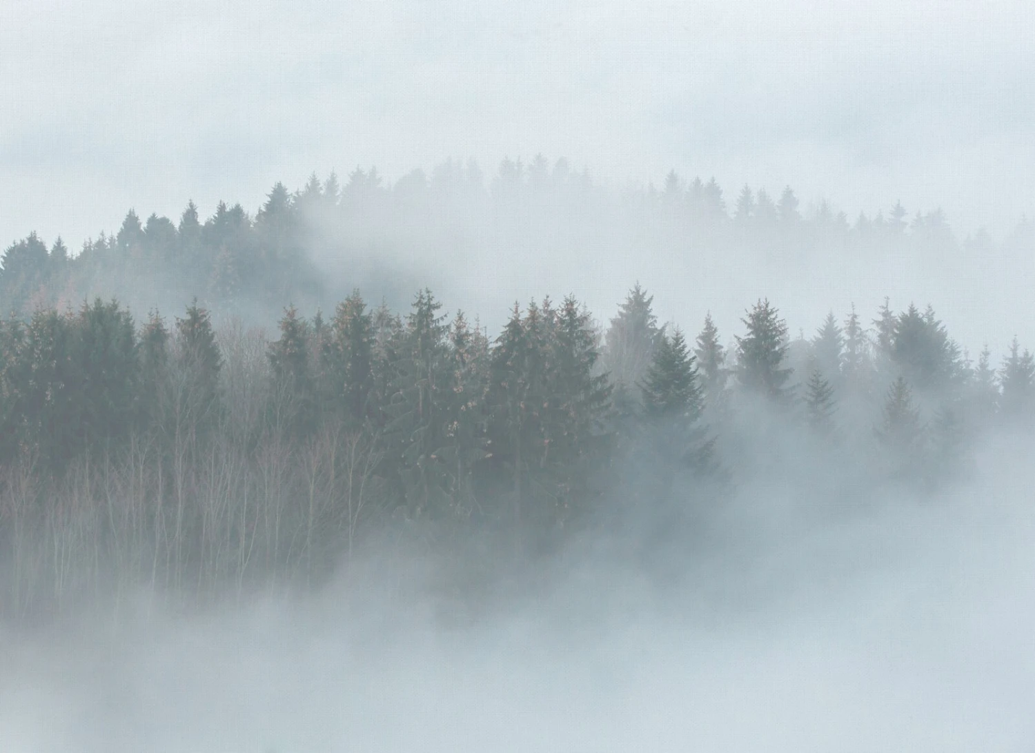 Fototapete DESIGNWALLS - Wald - weiß-grün - 2,55 Meter 1 Fototapete DESIGNWALLS - Wald - weiß-grün - 2,55 Meter