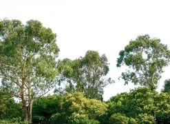 Fototapete DESIGNWALLS - grün-weiß - Wald - 2,55 Meter