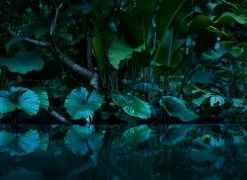 Fototapete DESIGNWALLS - grün - Palmen - 2,55 Meter