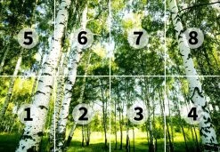 Fototapete DESIGNWALLS 2.0 - grün-weiß - Birkenwald - 2,5 Meter -Baumarkt Verkaufsgeschäft 9004637900 03 1600Wx1600H