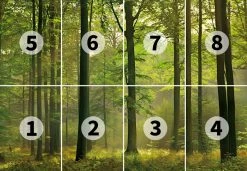 Fototapete DESIGNWALLS 2.0 - grün - Wald - 2,5 Meter -Baumarkt Verkaufsgeschäft 9004638800 03 1600Wx1600H