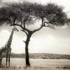 Fototapete DESIGNWALLS 2.0 - grau-weiß - Giraffe - 2,6 Meter
