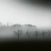 Fototapete DESIGNWALLS 2.0 - Nebel - schwarz-weiß - 2,6 Meter