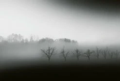 Fototapete DESIGNWALLS 2.0 - Nebel - schwarz-weiß - 2,6 Meter