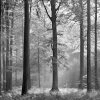 Fototapete DESIGNWALLS 2.0 - schwarz-weiß - Wald - 2,6 Meter