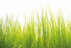 Fototapete DESIGNWALLS 2.0 - grün-weiß - Wiese - 2,6 Meter