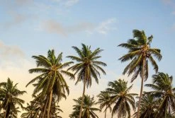 Fototapete DESIGNWALLS 2.0 - grün-blau - Palmen - 2,6 Meter