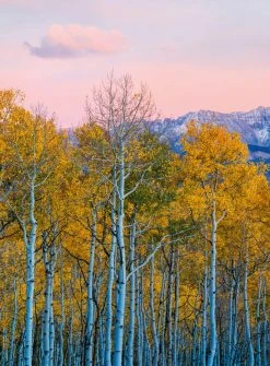 Fototapete DESIGNWALLS 2.0 - gelb-weiß - Birkenwald - 2,6 Meter