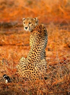 Fototapete DESIGNWALLS 2.0 - gelb-orange - Leopard - 2,6 Meter