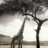 Fototapete DESIGNWALLS 2.0 - Giraffe - grau-weiß - 2,6 Meter