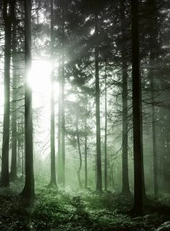 Fototapete DESIGNWALLS 2.0 - grün-schwarz - Walddämmerung - 2,6 Meter