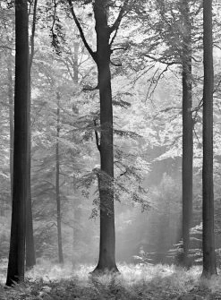 Fototapete DESIGNWALLS 2.0 - schwarz-weiß - Wald - 2,6 Meter