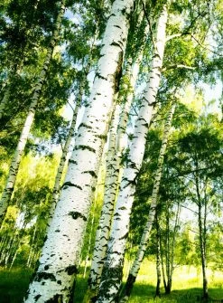 Fototapete DESIGNWALLS 2.0 - grün-weiß - Birkenwald - 2,6 Meter