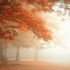 Fototapete DESIGNWALLS 2.0 - Herbst - orange-rot - 2,6 Meter