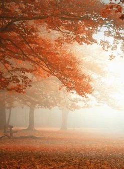 Fototapete DESIGNWALLS 2.0 - Herbst - orange-rot - 2,6 Meter