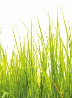 Fototapete DESIGNWALLS 2.0 - grün-weiß - Gras - 2,6 Meter