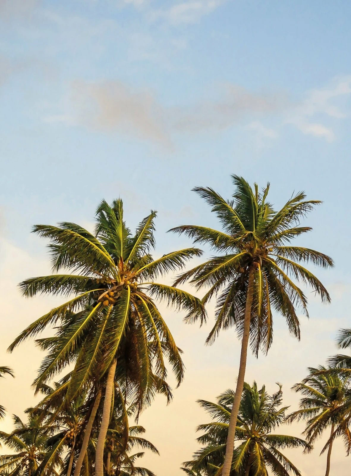 Fototapete DESIGNWALLS 2.0 - grün-blau - Palmen - 2,6 Meter 1 Fototapete DESIGNWALLS 2.0 - grün-blau - Palmen - 2,6 Meter