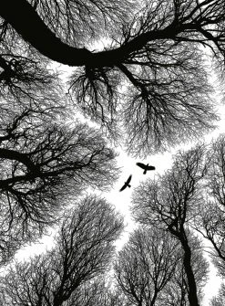 Fototapete DESIGNWALLS 2.0 - schwarz-weiß - Wald - 2,6 Meter