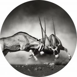 Fototapete DESIGNWALLS 2.0 - Antilopen - schwarz-weiß - 1,4 Meter